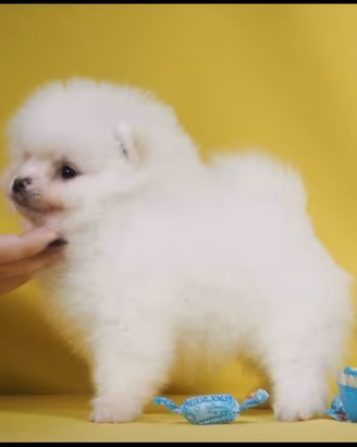 Spitz tedesco