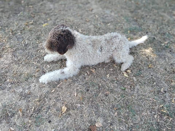 Lagotto Romagnolo