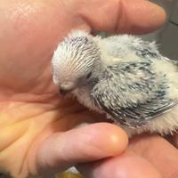 Pulli da imbecco di pappagalli cocorite