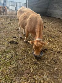 Vacca e vitello limousine