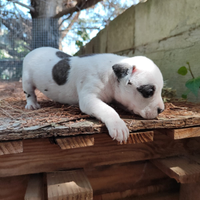Cucciola Amstaff Tigrato Bianco con pedigree