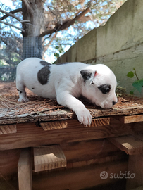 Cucciola Amstaff Tigrato Bianco con pedigree