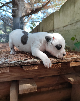 Cucciola Amstaff Tigrato Bianco con pedigree