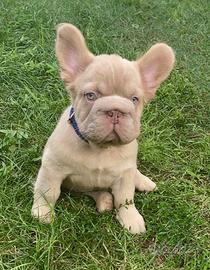 Cucciolo Bulldog Francese Maschio nato 15.06.2026
