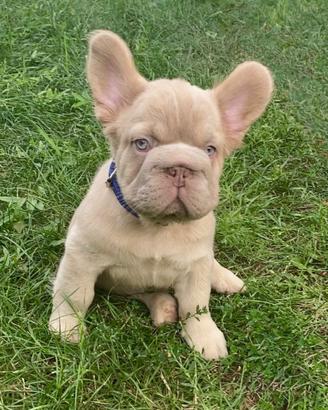 Cucciolo Bulldog Francese Maschio nato 15.06.2026