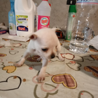 Cuccioli di CHIHUAHUA