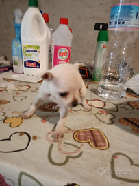 Cuccioli di CHIHUAHUA