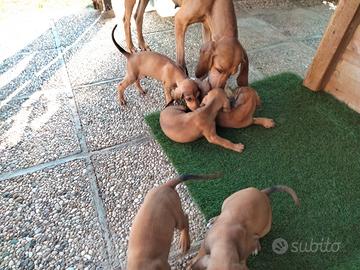 Cuccioli segugio italiano