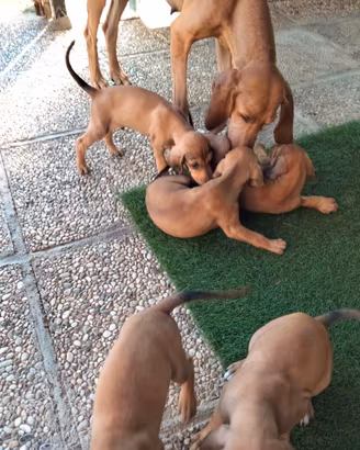 Cuccioli segugio italiano