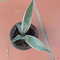 Piante grasse agave