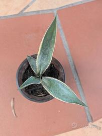 Piante grasse agave