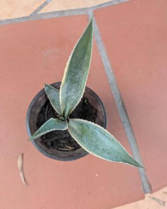 Piante grasse agave