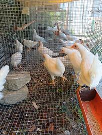 Galline Livornesi