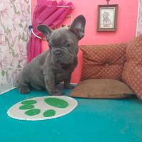 Maschio di Bouledogue Francese Blu