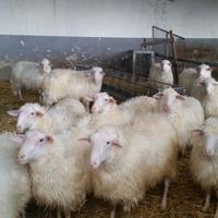 Arieti selezionati 4R