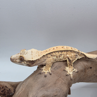 Geco Ciliatus Extreme