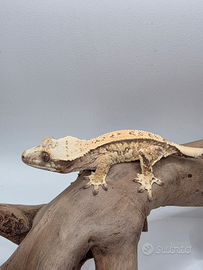 Geco Ciliatus Extreme