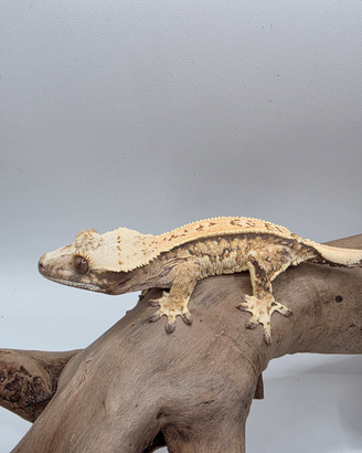 Geco Ciliatus Extreme