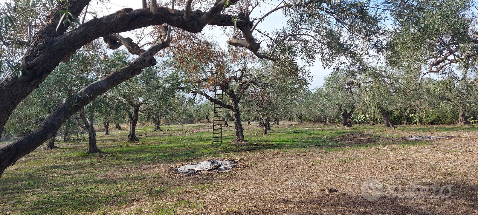 Motta Sant'anastasia terreno agricolo con 80 albe - Vista 4
