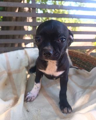 Chihuahua cuccioli maschi età 90 giorni