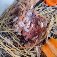 Porcellio Leavis Dairy Cow isopodi