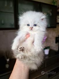 British Longhair pedigree ANFI