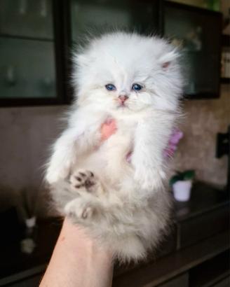 British Longhair pedigree ANFI