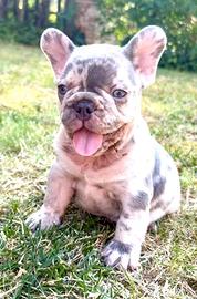 Cuccioli bulldog francese blue Merle