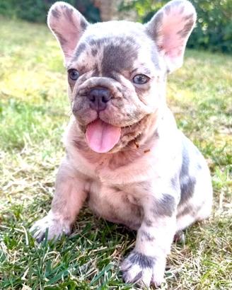 Cuccioli bulldog francese blue Merle
