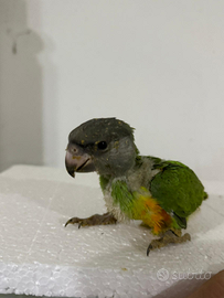 Pappagallo del Senegal