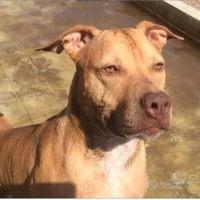 Pitbull adulta salita al nord,tornata a NAPOLI