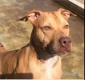 Pitbull adulta salita al nord,tornata a NAPOLI