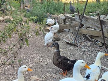 Animali da cortile