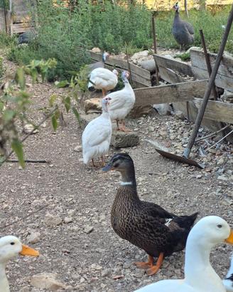 Animali da cortile