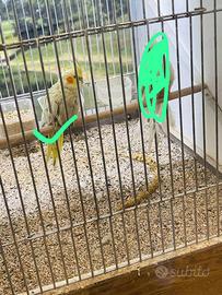 Hasan Mohammad raqib