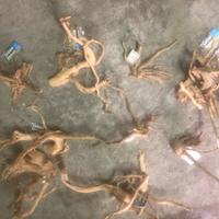 Legni teche e acquari