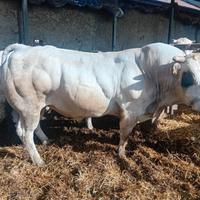 Toro piemontese da ripeoduzione