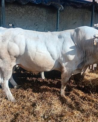 Toro piemontese da ripeoduzione