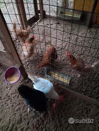 Galline ovaiole gia in produzione