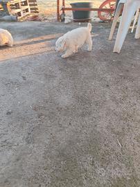Cuccioli di maremmano