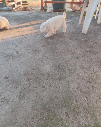 Cuccioli di maremmano