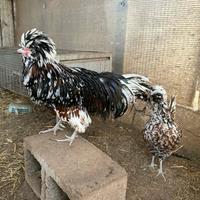 Coppia galline padovane tricolore