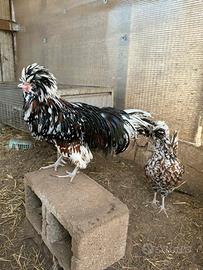 Coppia galline padovane tricolore