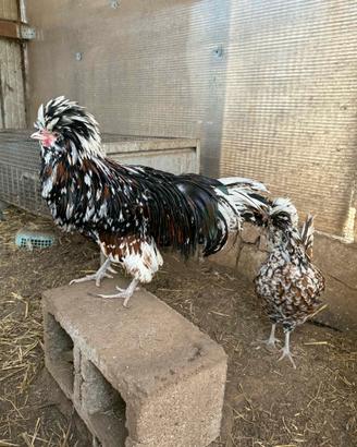 Coppia galline padovane tricolore