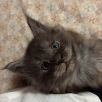 Cuccioli di Maine Coon pedigree AFSI giganti