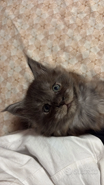 Cuccioli di Maine Coon pedigree AFSI giganti