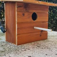 Nido uccelli esotici bengalini passeri