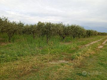 Terreno agricolo edificabile e coltivabile