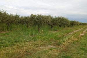 Terreno agricolo edificabile e coltivabile