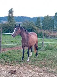 Cavallo arabo x argentina